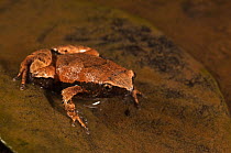 Narrow mouthed frog (Hamptophryne boliviana) in rainforest, Iwokrama Reserve, Guyana