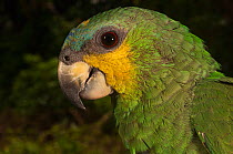Orange-winged amazon parrot (Amazona amazonica) Iwokrama Reserve, Guyana