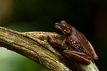 Giant broad-headed tree frog (Osteocephalus taurinus) in rainforest, Iwokrama Reserve, Guyana
