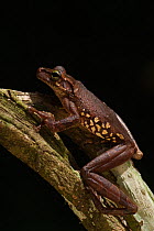 Giant broad-headed tree frog (Osteocephalus taurinus) in rainforest, Iwokrama Reserve, Guyana