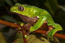 Giant leaf frog (Phyllomedusa bicolor) in rainforest, Iwokrama Reserve, Guyana