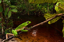 Giant leaf frog (Phyllomedusa bicolor) climbing along branch in rainforest, Iwokrama Reserve, Guyana