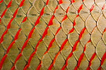 Close up of scales of the Arapaima (Arapaima gigas) Rupununi, Guyana