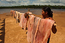 Arapaima (Arapaima gigas) meat drying in the sun, legal harvest on quota, Guyana, February 2010