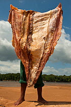 Arapaima (Arapaima gigas) meat drying in the sun, legal harvest on quota, Guyana, February 2010