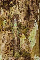 Lichen-mimic phasmid (Phasmida) camouflaged on tree bark, Iwokrama Forest Reserve, Guyana