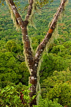 Tree covered in lichen on Turtle Mountain with rainforest canopy in background, Iwokrama Forest Reserve, Guyana
