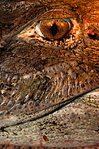 Close up of eye of Black Caiman (Melanosuchus niger) captive, Yupukari, Rupununi, Guyana