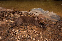 Giant Otter (Pteronura brasiliensis) on river bank, captive, Karanambu Otter Trust, Rupununi, Guyana