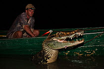 Black Caiman (Caiman / Melanosuchus niger) captured at night for tagging and release, Yupukari Rupununi, Guyana, model released, January 2010