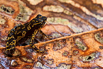 Pebas stubfoot toad (Atelopus spumarius) in rainforest, Mapari River, Rupununi, Guyana, Vulnerable species