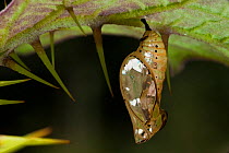 Chrysalis of the Orange-spotted tiger clearwing butterfly (Mechanitis polymnia) captive, Iwokrama Forest Reserve, Guyana
