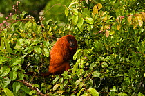 Guyanan Red Howler Monkey (Alouatta macconnelli) in rainforest, Iwokrama Forest Reserve, Guyana