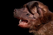 Head of Pallas' mastiff bat (Molossus molossus) captive, Karanambu Lodge, Rupununi, Guyana