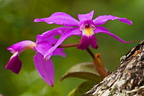 Violet Cattleya Orchid (Cattleya violacea / superba)  Karanambu Lodge, Rupununi, Guyana