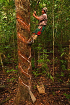 Man (a balata bleeder, Anton Clarence) collecting natural latex from the Balata / Bullet wood tree (Manilkara bidentata), Katoka, Rupununi, Guyana, Model released