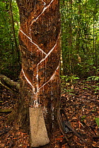 Collecting natural latex from the Balata / Bullet wood tree (Manilkara bidentata), Katoka, Rupununi, Guyana