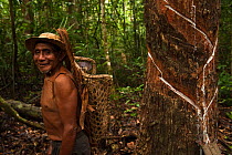 Man (a balata bleeder, Harry Samuels) collecting natural latex from the Balata / Bullet wood tree (Manilkara bidentata), Katoka, Rupununi, Guyana, Model released, February 2010