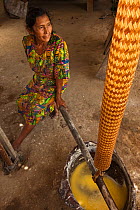 Amerindian woman, Winifred Brown, model released, using a Matape to strain liquid from mashed Cassava to make Cassava flour, Katoka,   Rupununi, Guyana, February 2010. Model released