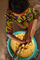 Amerindian woman, Winifred Brown, model released, using a Matape to strain liquid from mashed Cassava to make Cassava flour, Katoka,   Rupununi, Guyana, South America, February 2010