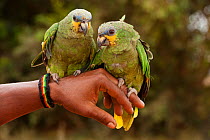 Two pet Orange-winged amazon parrots (Amazona amazonica) perched on hand, captive, Guyana, March 2010