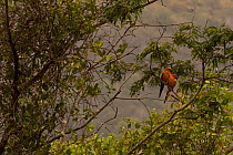 Sun Parakeet / Sun Conure (Aratinga solstitialis) pair perched in tree, wild, Karasabai, Rupununi, Goyana, critically endangered species