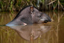 Brazilian tapir (Tapirus terrestris) swimming, Rewa River, Iwokrama Reserve, Guyana, Vulnerable species