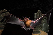 Lesser Bulldog / Fishing bat (Noctilio albiventris) held in  hand, captive, Iwokrama Forest Reserve, Guyana