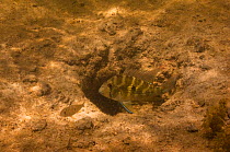 Thread-finned cichlid (Acarichthys heckelii) protecting young in nest hole, permanent freshwater pond, Karanambu, Rupununi, Guyana
