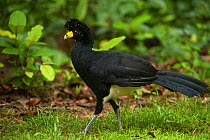 Black curassow (Crax alector) Iwokrama Reserve, Guyana