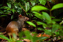 Red-rumped agouti (Dasyprocta agouti / leporina) in vegetation, Iwokrama Forest Reserve, Guyana