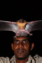 Lesser bulldog / Fishing bat (Noctilio albiventris)  captive, Iwokrama Forest Reserve, Guyana, January 2010