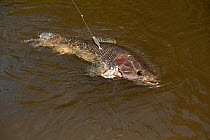 Haimara / Aymara (Hoplias aimara) caught on fishing line, Rewa River, Rainforest, Guyana