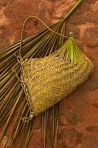 Single Palm leaf used to make basket by the Macushi people in an Amerindian village, Savannah, Rupununi, Guyana, August 2008