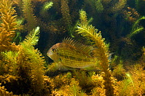 Demon Fish / Eartheater (Satanoperca leucosticta) amongst aquatic vegetation in permanant freshwater pond, savannah, Rupununi, Guyana