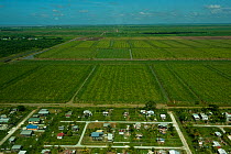 Aerial view of Sugarcane plantations, Georgetown, Guyana, August 2009
