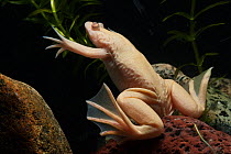 African clawed toad (Xenopus laevis) Albino, captive, from Southern Africa