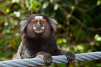 Common marmoset / White-tufted-ear marmoset (Callithrix jacchus) on cable car wire, Tijuca forest, Sugar Loaf mountain, Rio de Janeiro, Brazil