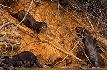 Giant Otters (Pteronura braziliensis) at den in river bank, Mato Grosso, Pantanal, Brazil. Endangered species