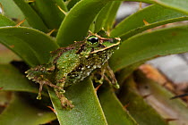 Espada's Robber Frog (Pristimantis galdi) captive, Podocarpus National Park, Andes, Ecuador