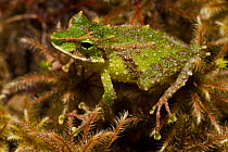 Espada's Robber Frog (Pristimantis galdi) captive, Podocarpus National Park, Andes, Ecuador