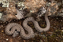 False smooth snake (Macroprotodon cucullatus) Extremadura, Spain