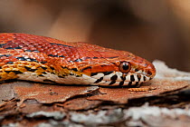 Corn / Red rat snake (Elaphe guttata) Little St Simon's Island, Barrier Islands, Georgia, USA