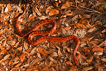 Corn / Red rat snake (Elaphe guttata) moving over leaf litter, Little St Simon's Island, Barrier Islands, Georgia, USA