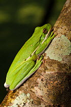 Green tree frog (Hyla cinerea) Little St Simon's Island, Barrier Islands, Georgia, USA