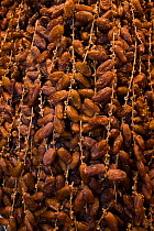 Fresh dates for sale,  Djemaa el-Fna (the square), Marrakech, Morocco, June 2009