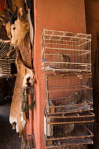 Falcons and animal skins for sale in the Medicine and Fetish Market,  Djemaa el-Fna (the square), Marrakech, Morocco, June 2009