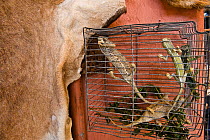 Chameleons and animal skins for sale in the Medicine and Fetish Market,  Djemaa el-Fna (the square), Marrakech, Morocco, June 2009