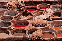 People working in the dyeing vats at the traditional leather tanneries, Fes, Morocco, June 2009