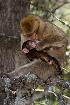 Barbary Macaque / Ape (Macaca sylvanus) grooming baby, Cedar Forests of Azrou, Atlas Mountains, Morocco, June, Endangered species